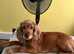 Cocker spaniel