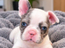 Beautiful French bulldog