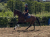 Classy Allrounder - Fun And Reliable Type