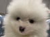 Full Pedigree Pomeranian puppies