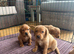 Fox red Labrador puppies for sale