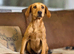 Kc registered fox red labrador pup