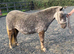 Stunning Silver Dapple Standard Shetland Mare Rising 4Yo Kids Pony