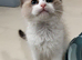 Super star ragdoll kittens