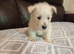 Westie puppies