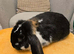 French Lop Boys