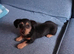 Dachshund x Jack Russell