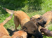 MEET MICA &ndash; A LOVING, PLAYFUL MALINOIS-MIX GIRL