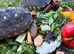 2 Redfoot tortoises