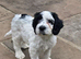 Gorgeous Cocker Spaniel Pups