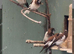 Bengalese finches