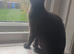 Maine coon cross blue Russian 5 months old girl