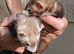 GENUINE MICRO FERRETS