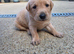 KC registered labrador puppies