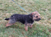 Beautiful border terrier pups
