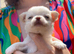 Long coat chihuahua boys
