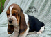 Beautiful KC reg Bassett Hound Puppies