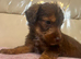 Beautiful Miniature Jackapoo puppies