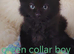Ragdoll X Maincoone kittens