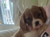 Cavalier girl puppy