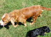 Fabulously Fluffy Cockalier-a-Poo Puppies &ndash; Ready Soon!