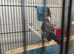 Red cardinal 2026 for sale