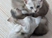 Registered Abyssinian Kittens