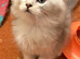 British longhair Silver shaded Male