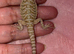 Bearded dragon baby’s