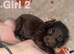 Cocapoo puppies