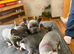French bulldog pups for sale