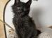 Adorable Maine Coon kittens