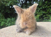 STUNNING MAXI FULL FACE ANGORA BABIES