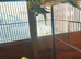 BUDGIES