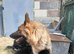 German shepherd pups