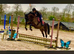 Mare in foal