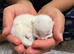 3 Beautiful Khao Manee-Type Kittens Looking for Loving Homes