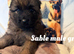 Glenconner German shepherds