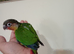 Fully tame Baby suncheek & Greencheek hand rearing