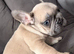 French bull dog