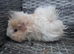 Female guinea pigs