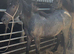 Steel grey yearling colt to make 14