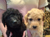 Beautiful Labradoodle Puppies Available