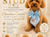 Ready now Cavapoochon pups