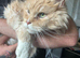 Maine Coon Adult Female