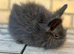 Stunning lion head and mini lion lop mixed breed