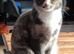 Female tortie