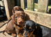 Miniature dachshunds ready to go
