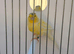 2026 hen waterslager canary