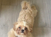 Imperial Shih Tzu